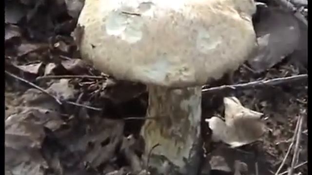 Грибы подосиновики в лесу Слизнево в Смоленске. смотреть онлайн