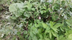 Обрезка шиповника кустарника, одним секатором и сучкорезом.