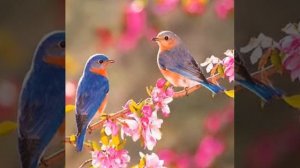 Звуки природы, пение птиц, релакс