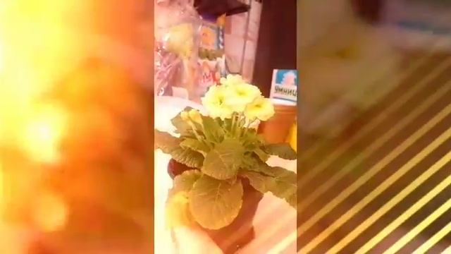 Vlog:Цветы, подаренные ПАПОЙ! Проращиваю овес! Результат здесь!/ Flowers, donated by the Pope! смотреть онлайн