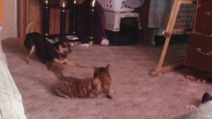 dog playing with cat in heat