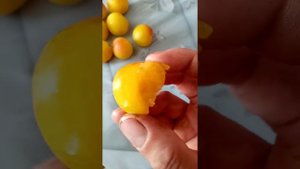 Алыча Медовая