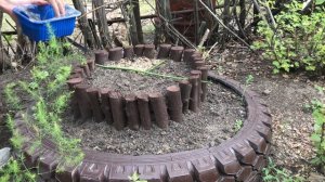 Посеяла обриету и алиссум. Делаю клумбу плетенку и крашу клумбу из палок