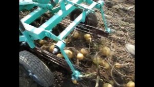 Копка картошки мотоблоком  Аврора country 1000 с ходоуменьшителем 2018 год.