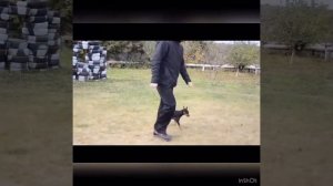 О породе собаки Немецкий Пинчер