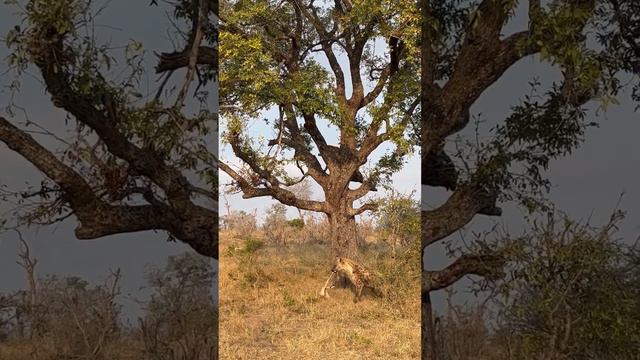 The strength of a female leopard 🤯 #animals #wildafrica #wildanimals #safari смотреть онлайн