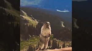 Орущий бобер/Screaming beaver.