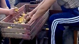 Сажаем картошку мини трактором