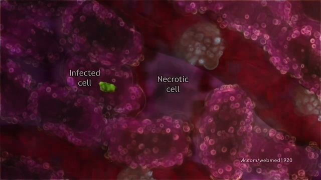 Жизненный цикл малярийного плазмодия Часть 1 смотреть онлайн