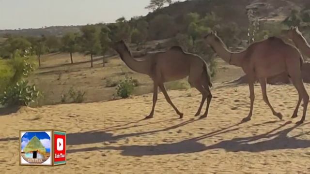 Camel Group Is Running To Submersible Water Pumping Station To Drink Water || Thirsty Camels смотреть онлайн