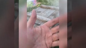 Лещ холодного копчения в домашних условиях!