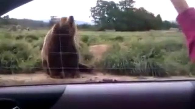 медведь помахал лапой!!!! смотреть онлайн