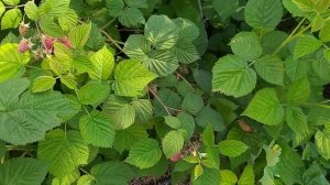 Малина Пшехиба супер сорт взвешиваем и дегустируем ягоды