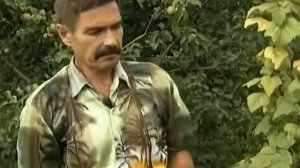 Удобная и простая подвязка для смородины