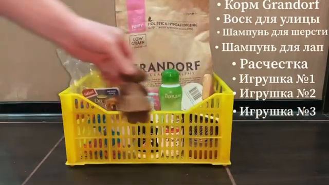 Подготовка к Корги 🐶 смотреть онлайн