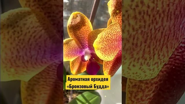 Орхидея с ароматом французского парфюма. Фаленопсис Бронзовый Будда