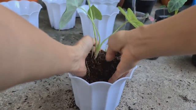 CARA MENANAM KELADI / CALADIUM смотреть онлайн