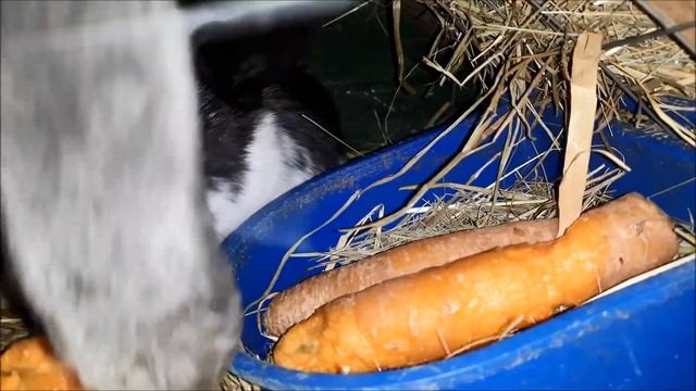 Подарок от крольчихи очень символично!!!Французский баран смотреть онлайн