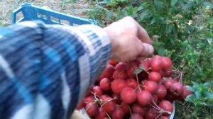 Прошлогодний сбор крупноплодного боярышника сорта Геракл.В этом году печаль и хлороз.