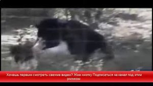 Животные нападают на  людей смотреть хищников