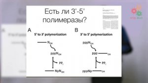 Поддержание и копирование генома. Репликация ДНК (без музыки)