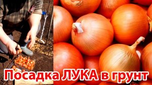 Посадка лука на зелень (сорт Семейка) в открытый грунт на даче