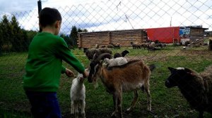 ВЛОГ - кормим баранов и козочек, бараны необычные - они дают молоко