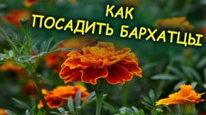 Как вырастить рассаду бархатцев тагетеса. Выращивание рассады бархатцев. Тагетес выращивание рассады