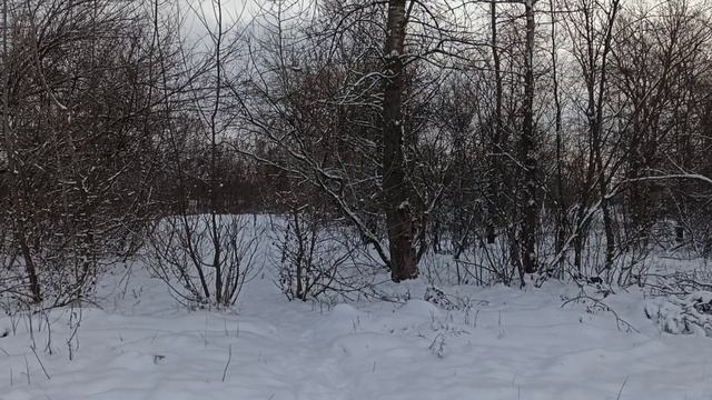 Зимняя прогулка.#Январь.2021г./1. смотреть онлайн