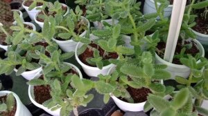 Delosperma echinatum, known as the pickle plant, a succulent plant, native to South Africa.