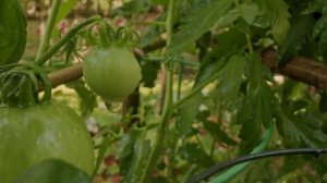 Онлайн-обзор "Удачное садоводство"