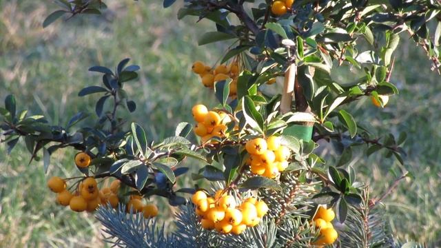 Canon Powershot SX600 hs test video смотреть онлайн