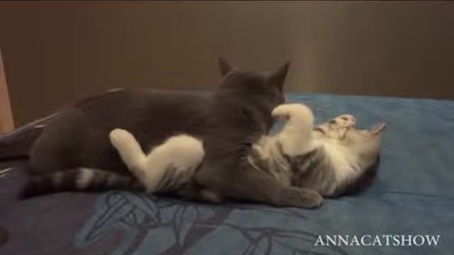 Любовь кошек.. cat love