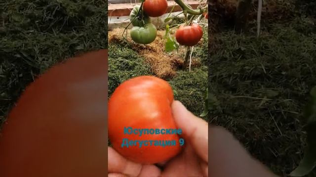 Юсуповские дегустация #помидоры #урожай2021 #лето2021 #сорттомат #shorts