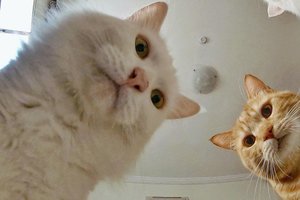 МЕМЫ ПАДБОРКА