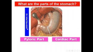 ABC of GIT, Digestive System, Dr Adel Bondok Making Anatomy Simple