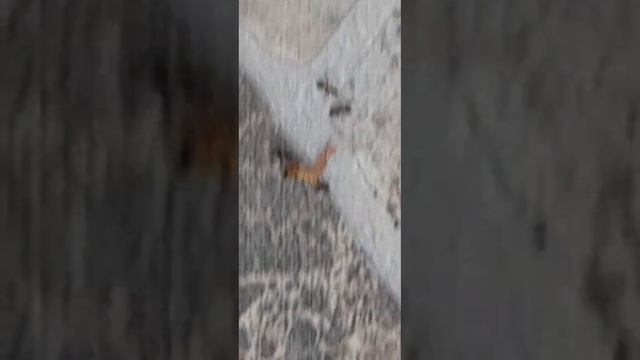 Пауки сильнее большинства насекомых включая муравьев. Муравьи одни из самых сильных существ на Земл смотреть онлайн