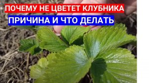 ПОЧЕМУ МАЛО ЦВЕТА НА КЛУБНИКЕ - ЧЕМ ПОДКОРМИТЬ СЛАБЫЕ КУСТЫ КЛУБНИКИ