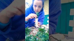 Размножение туи и можжевельника черенками осенью