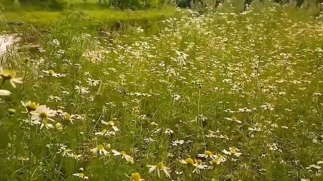 У Августа знойны очи! смотреть онлайн