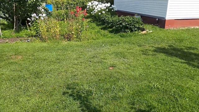 Мой сад 3 августа 2018 г./My garden 2018.08.03 смотреть онлайн