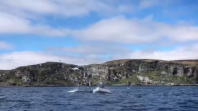 морская рыбалка Баренцево море ГОРБАТЫЙ КИТ ВЫПРЫГИВАЕТ турбаза TITOVKA-fishing смотреть онлайн