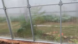 Уборка теплицы после сбора урожая осенью