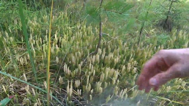 Выходные в деревне Бахари: семь глав про местный лес смотреть онлайн