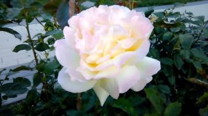 РОЗА-НЕВЕСТА!