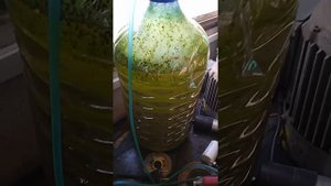 Фитопланктон на подоконнике.