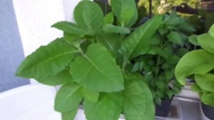 Выращивание табака вирджиния на балконе. 02.08.2015