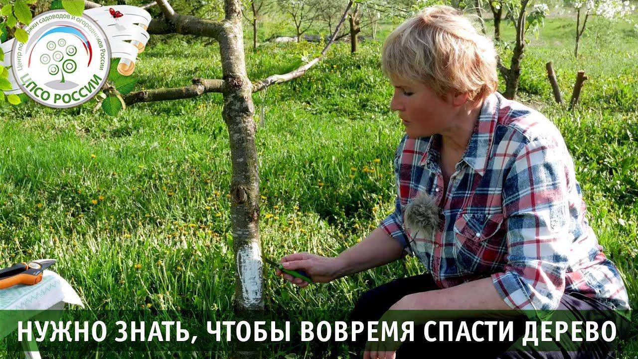 Пересадка коры. Прививка деревьев. Прививка мостиком.