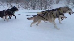 Хаски в горах - Лагонаки.ру