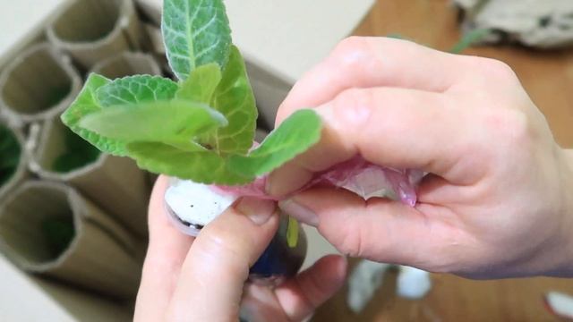 ОТЛИЧНАЯ УПАКОВКА ГЛОКСИНИЙ! Все доехало целым. Распаковка посылки и болталка смотреть онлайн